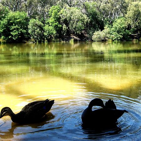 Cadell On The Murray Motel Moama Bagian luar foto